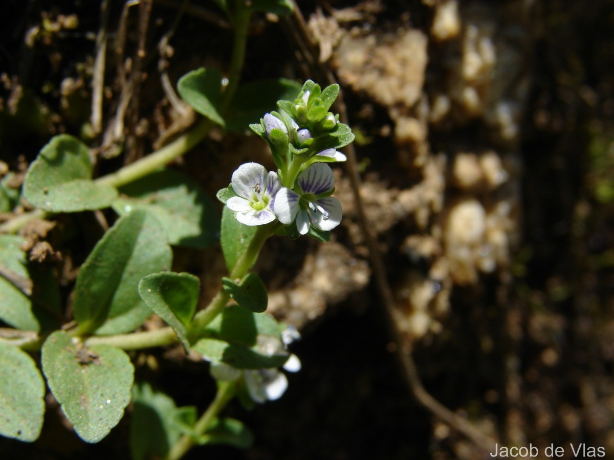Veronica serpyllifolia L.